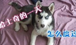 二哈爆料视频完整版,完整版内容深度解析